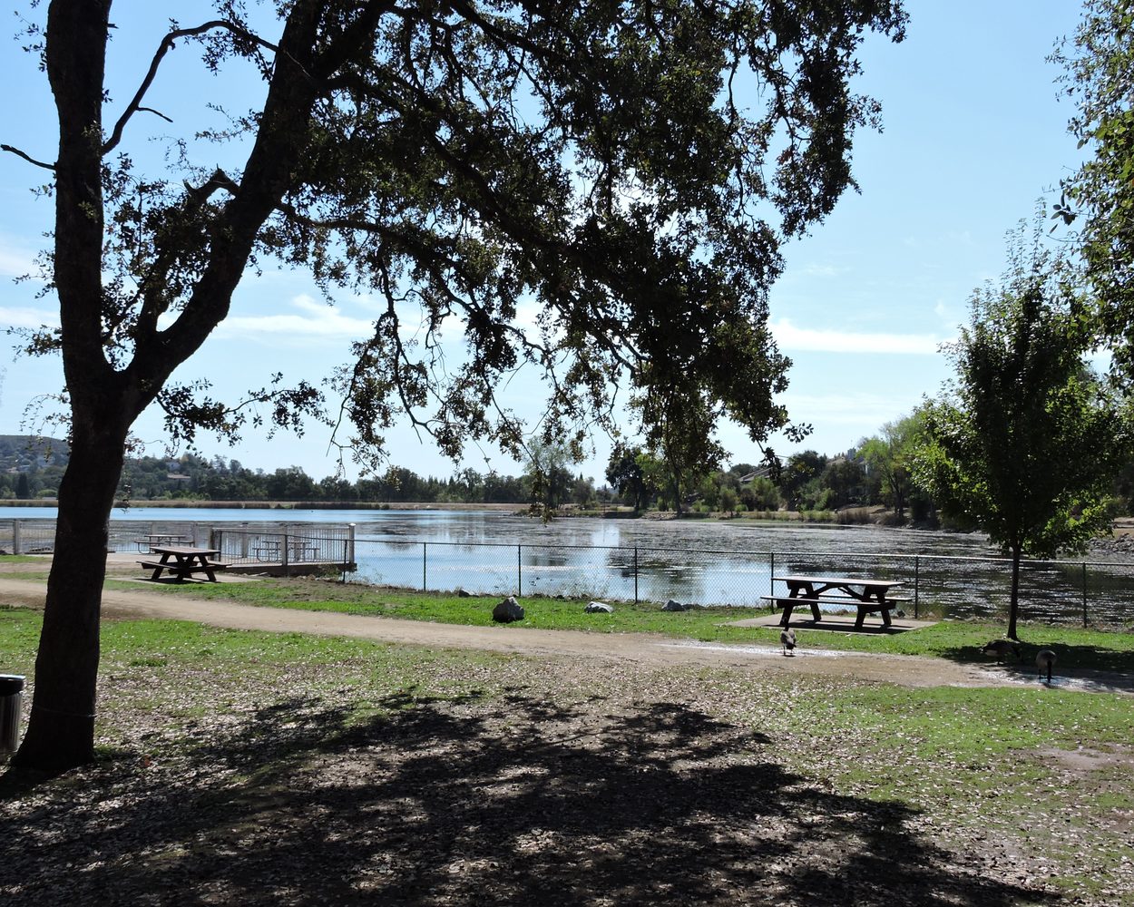 Cameron Park Lake with oaks and picnic tables
