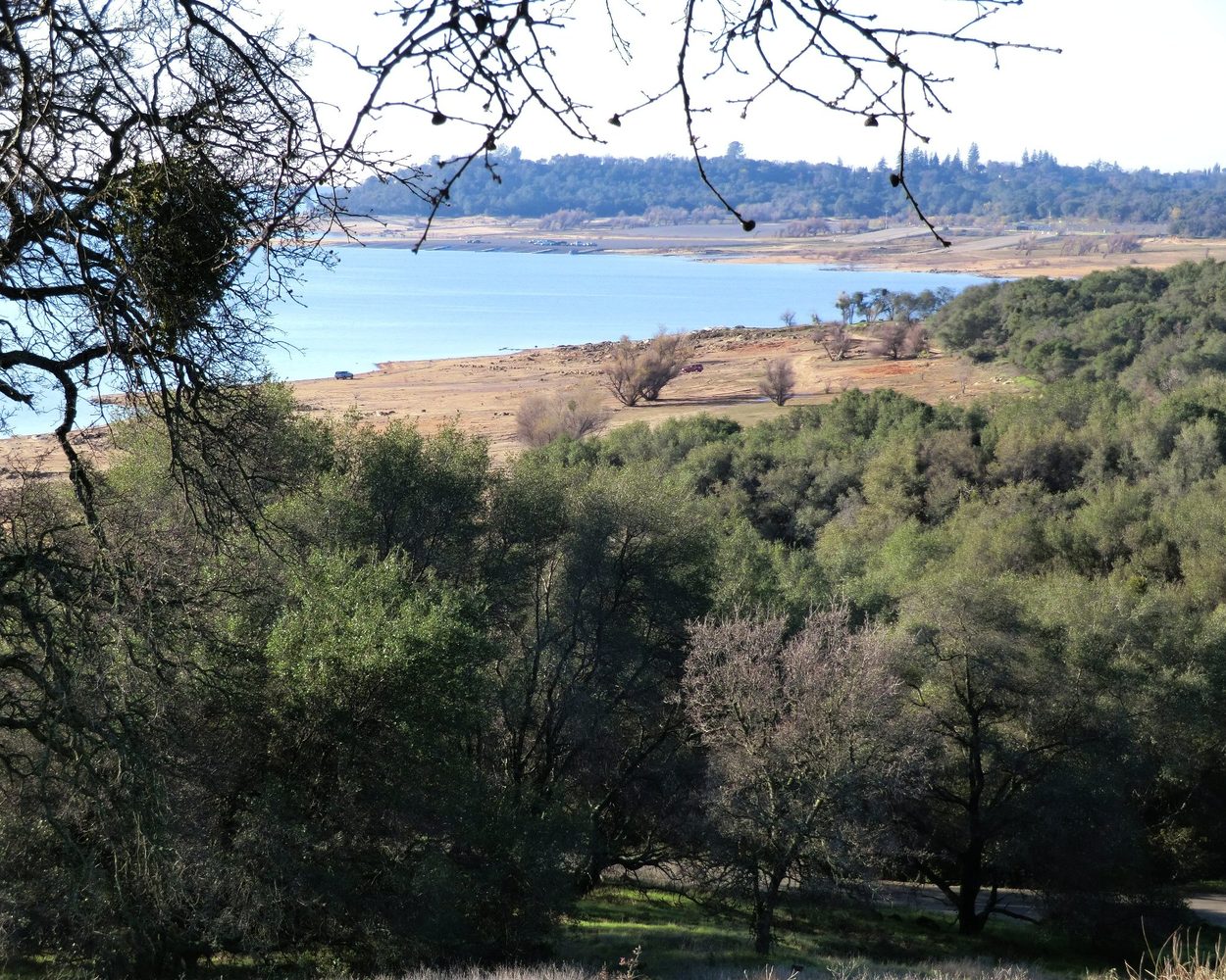 Oak woodland above Folsom Lake